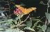 butterfly01.JPG