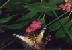 butterfly02.JPG