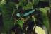 butterfly03.JPG