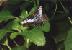 butterfly04.JPG