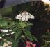butterfly09.JPG