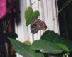 butterfly11.JPG