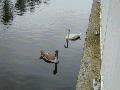 swans04.jpg
