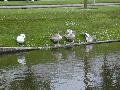 swans06.jpg
