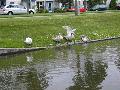 swans07.jpg