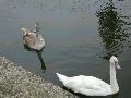 swans08.jpg
