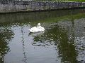 swans09.jpg