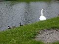 swans11.jpg