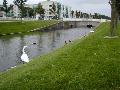 swans13.jpg