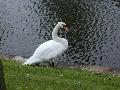 swans14.jpg