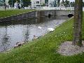 swans15.jpg