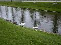 swans16.jpg